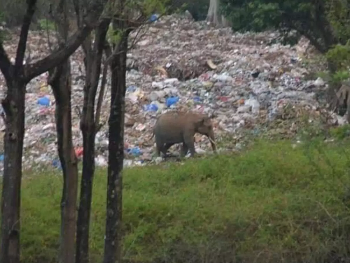 Elephant Elephant