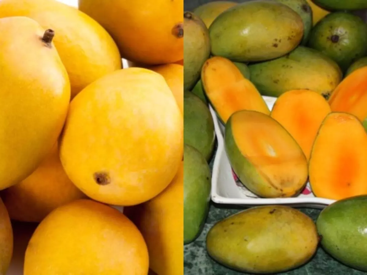 Summer 2024: 5 Types Of Mangoes Available In India and Their Benefits Summer 2024: 5 Types Of Mangoes Available In India and Their Benefits